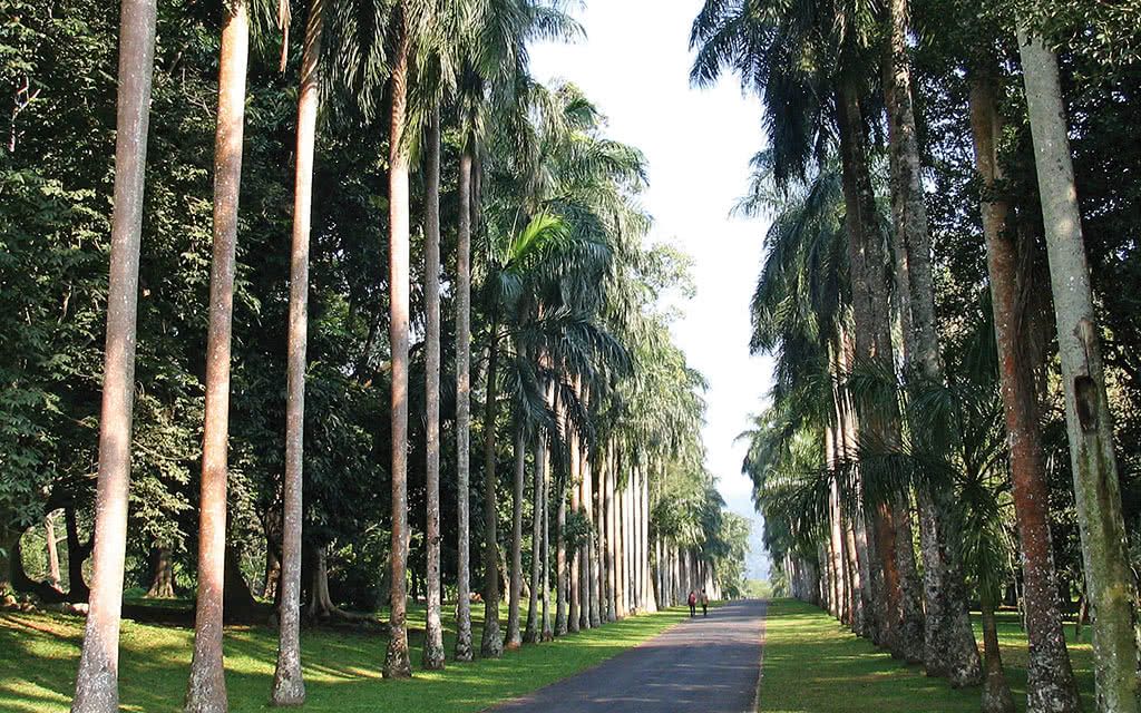 Le Tour Complet de Ceylan pas cher photo 4