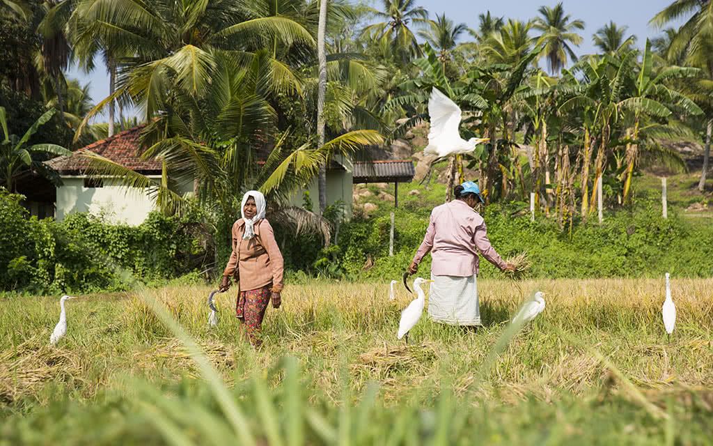 Le Tour Complet de Ceylan pas cher photo 8