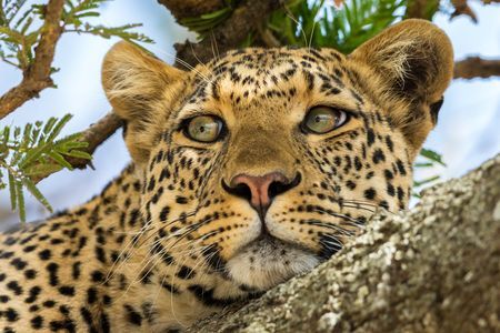 Merveilles du Kenya 10J/7N - 2020 pas cher photo 6