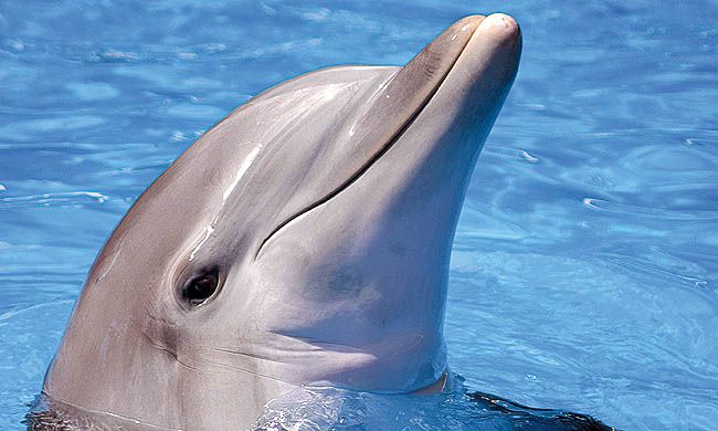 INDISPENSABLE FLORIDE pas cher photo 5