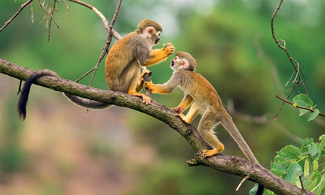 INDISPENSABLE EQUATEUR pas cher photo 7