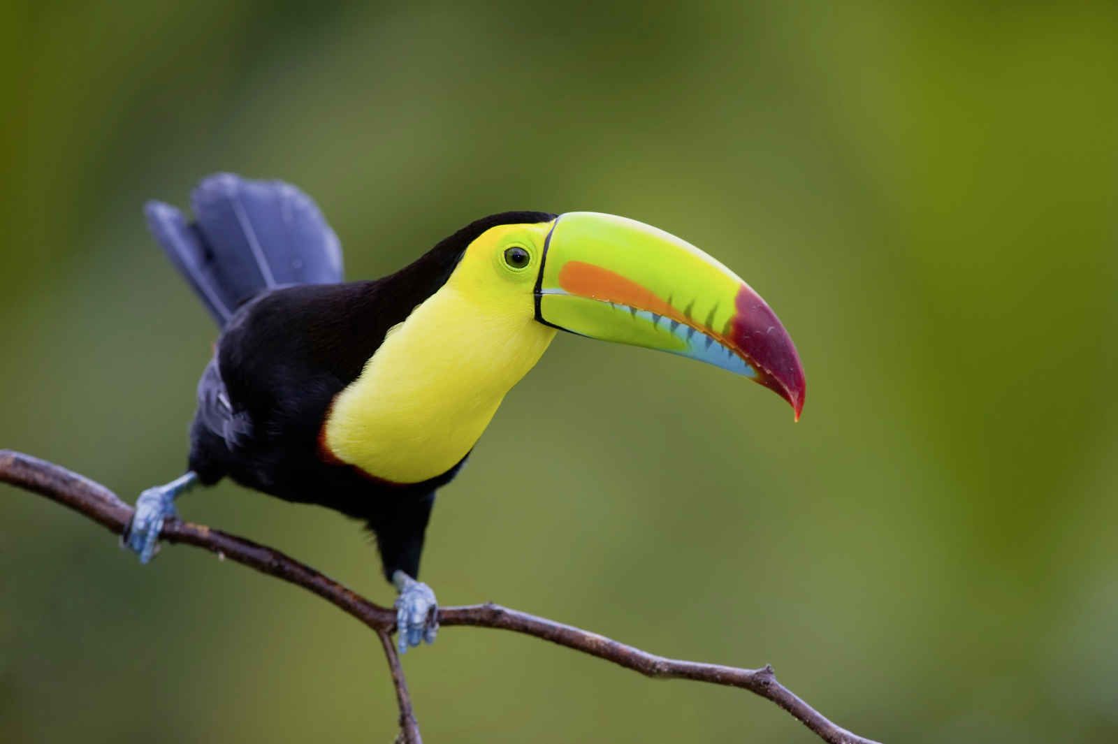 Eldorado Verde pas cher photo 3