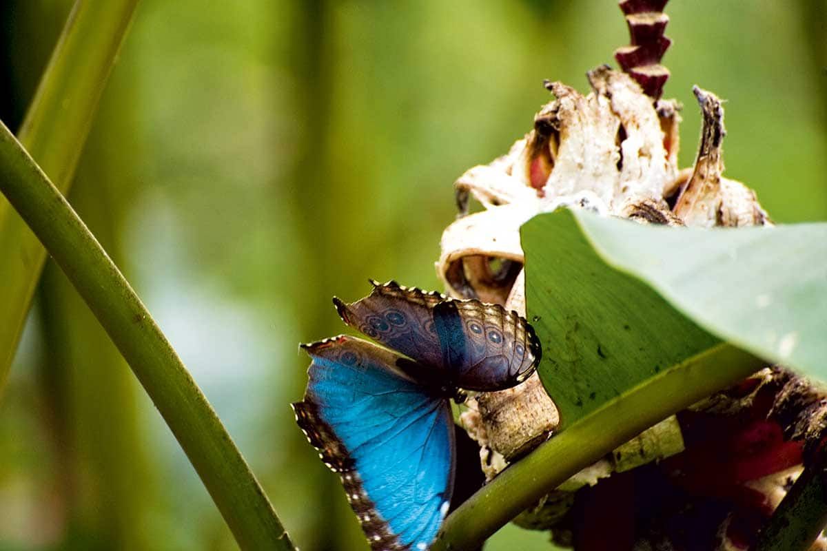 Circuit Costa Rica Nature pas cher photo 5