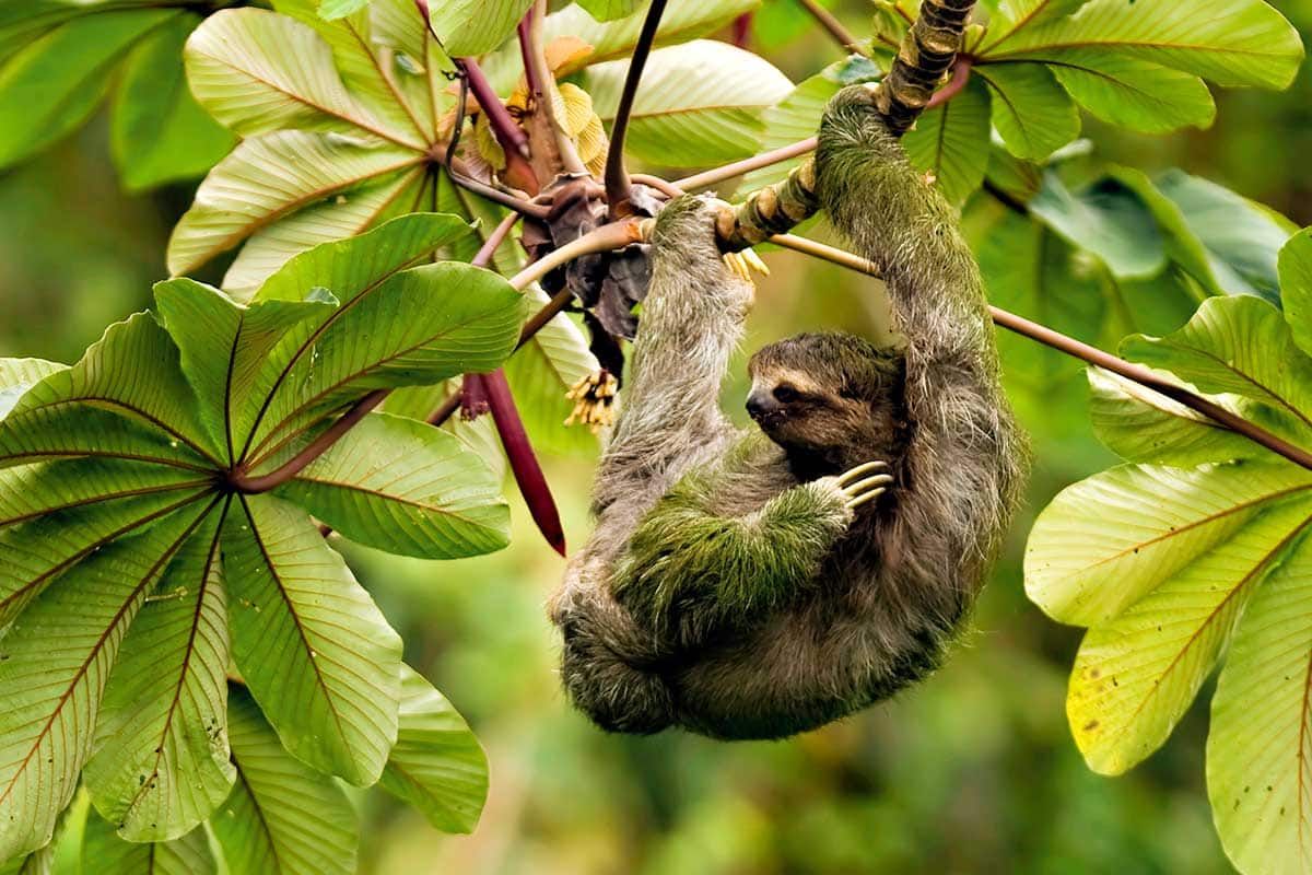 Circuit Costa Rica Nature pas cher photo 6