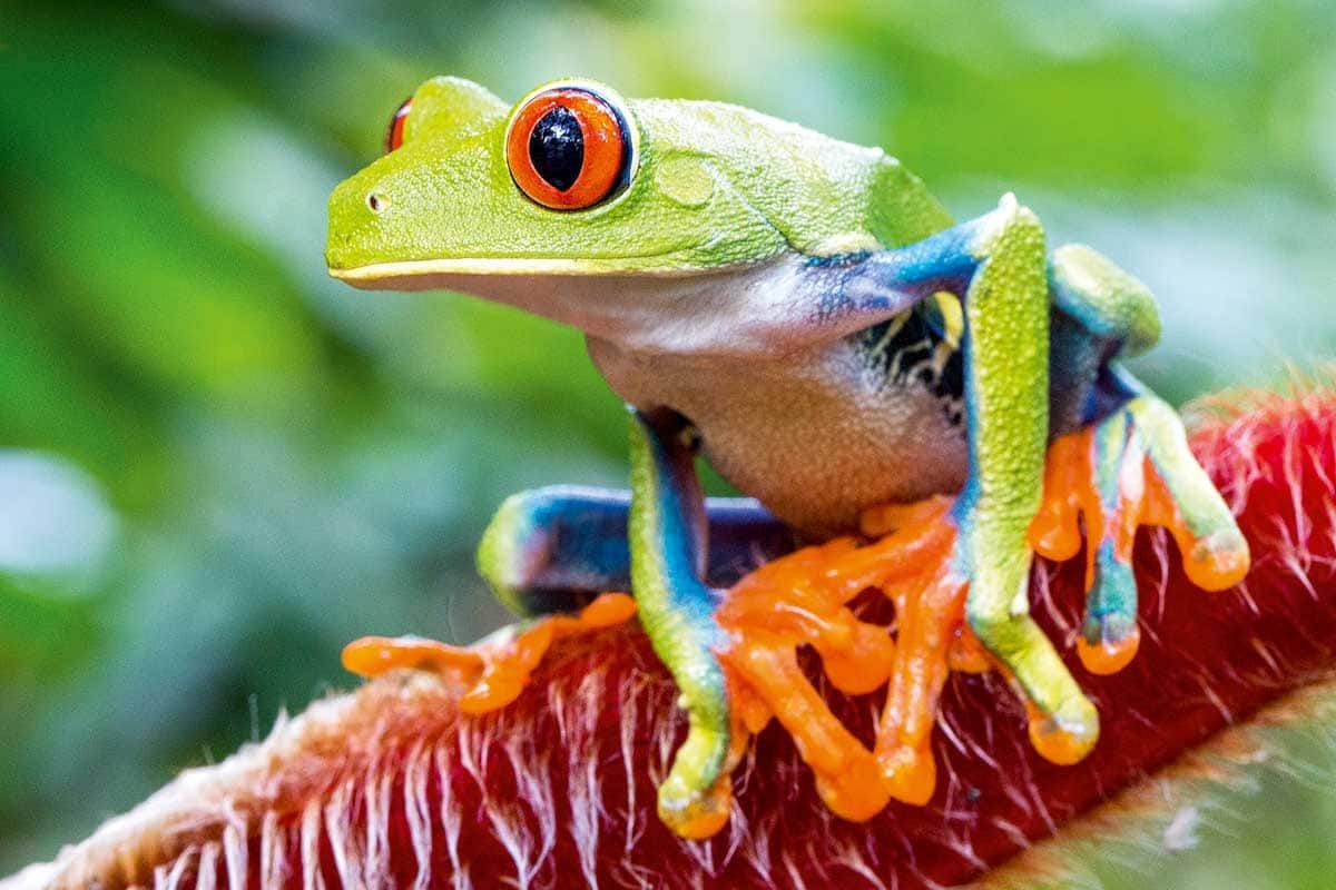 Circuit Costa Rica Nature pas cher photo 7