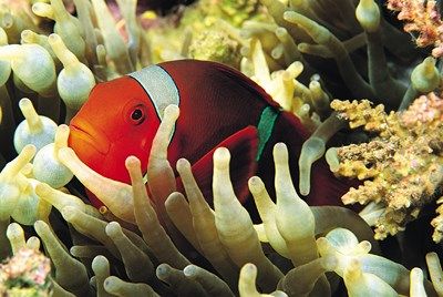 De Manille aux Plages de Palawan pas cher photo 5