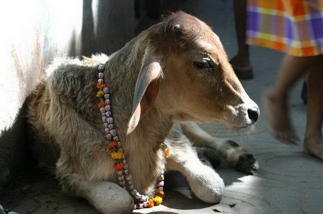 Mystic India - Inde du Nord pas cher photo 12