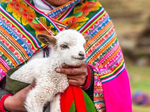 Circuit Trésors du Pérou et extension Amazonie 3* pas cher photo 2