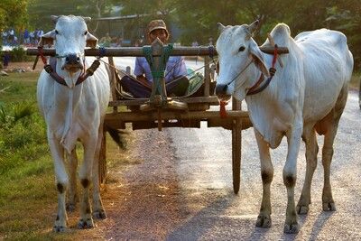 Merveilles du Cambodge en privatif 4* pas cher photo 10