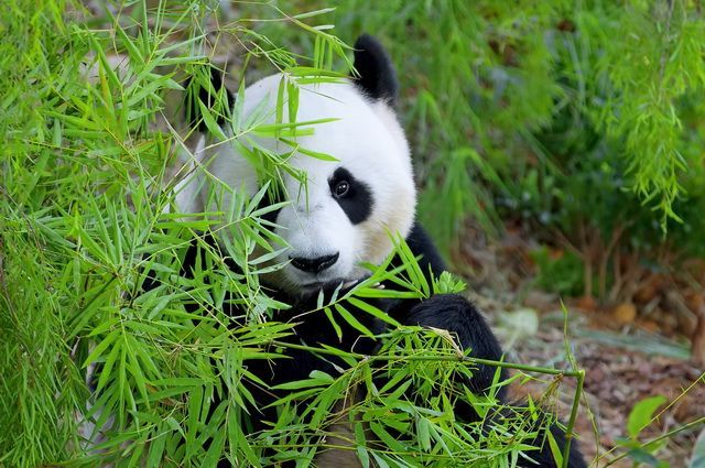 Sichuan Intimiste - Chine pas cher photo 4