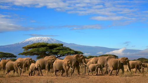 Merveilles du Kenya & extension Plage 12J/9N - 2020 pas cher photo 1