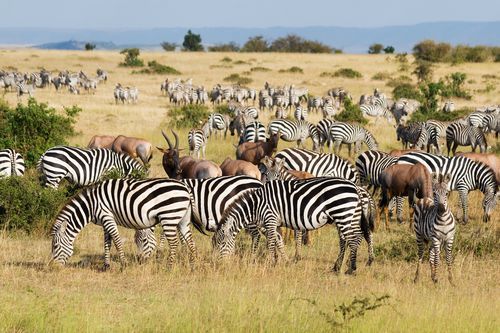 Merveilles du Kenya & extension Plage 12J/9N - 2020 pas cher photo 2