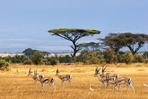 Merveilles du Kenya & extension Plage 12J/9N - 2020 pas cher photo 4