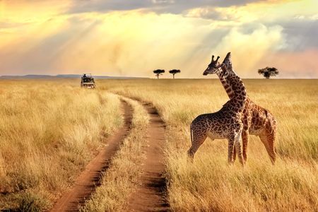 Merveilles du Kenya & extension Plage 12J/9N - 2020 pas cher photo 10