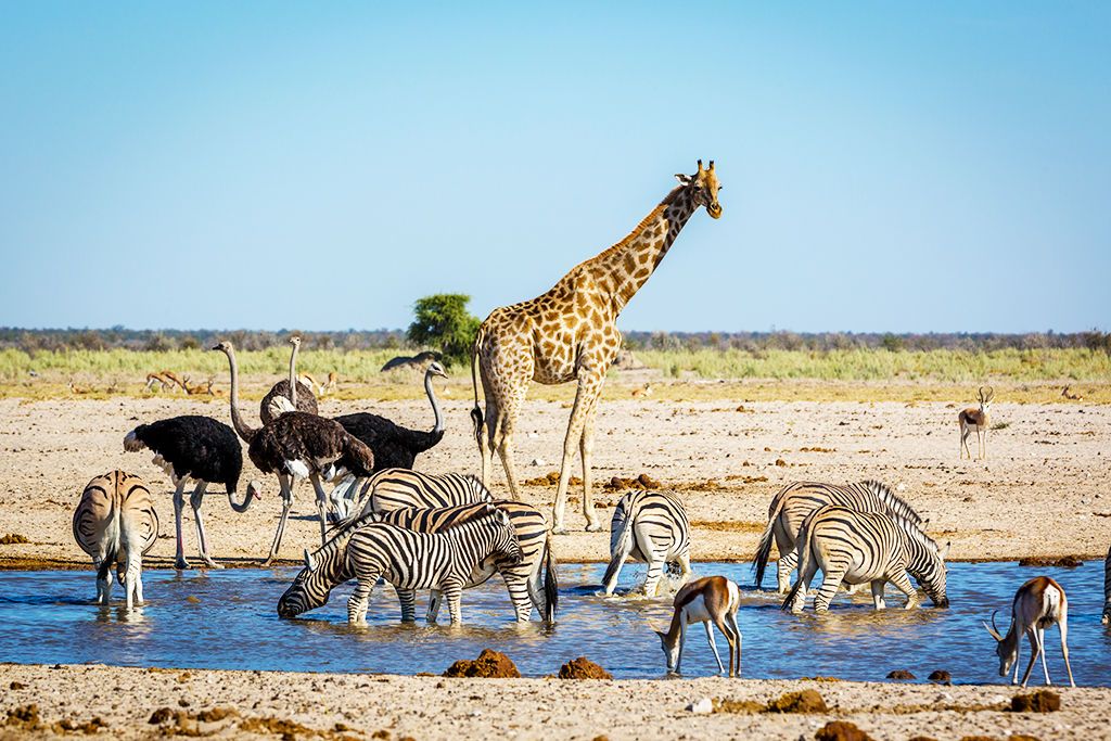 L'essentiel de la Namibie pas cher photo 7
