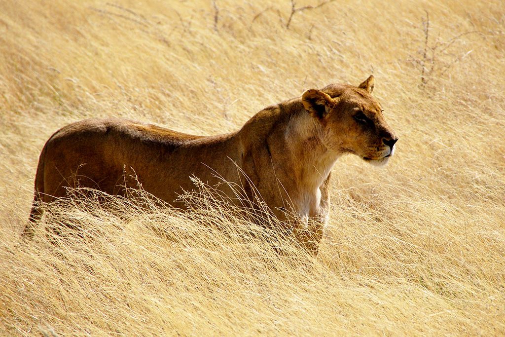 L'essentiel de la Namibie pas cher photo 8