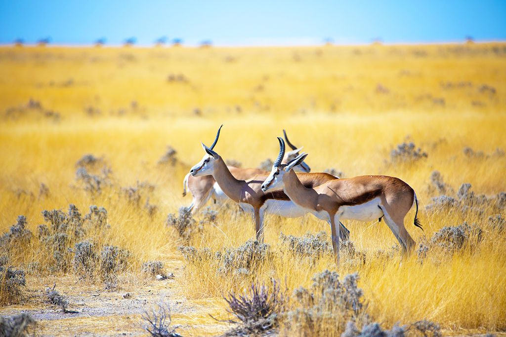 L'essentiel de la Namibie pas cher photo 11