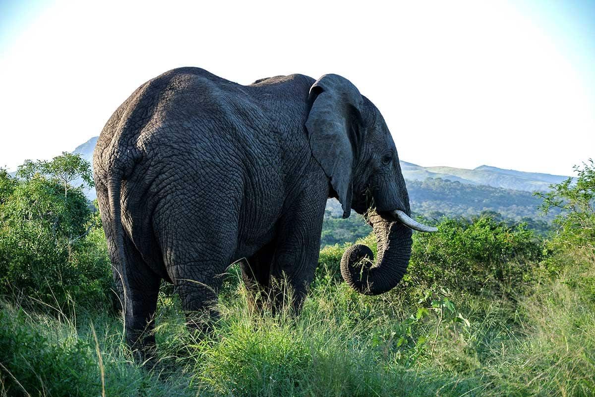 Sensationnelle Découverte Sud Africaine avec extension Victoria Falls pas cher photo 9