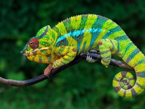 Circuit Nord de l'île rouge pas cher photo 3