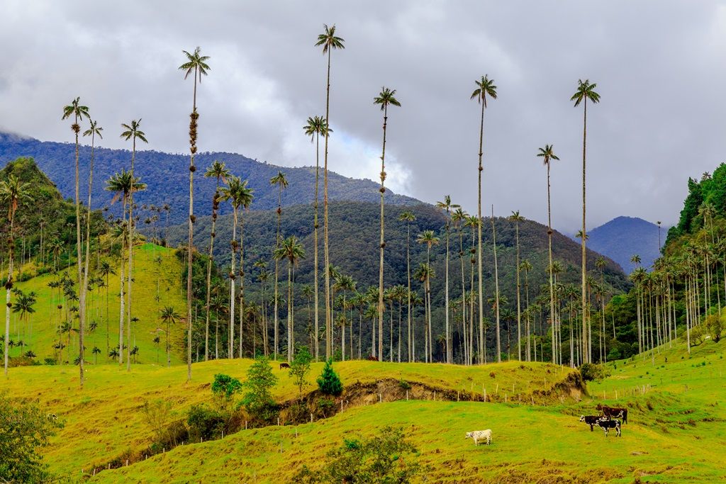 LES INCONTOURNABLES DE LA COLOMBIE - 12J/10N - Limité à 16 pers. 2020 pas cher photo 10