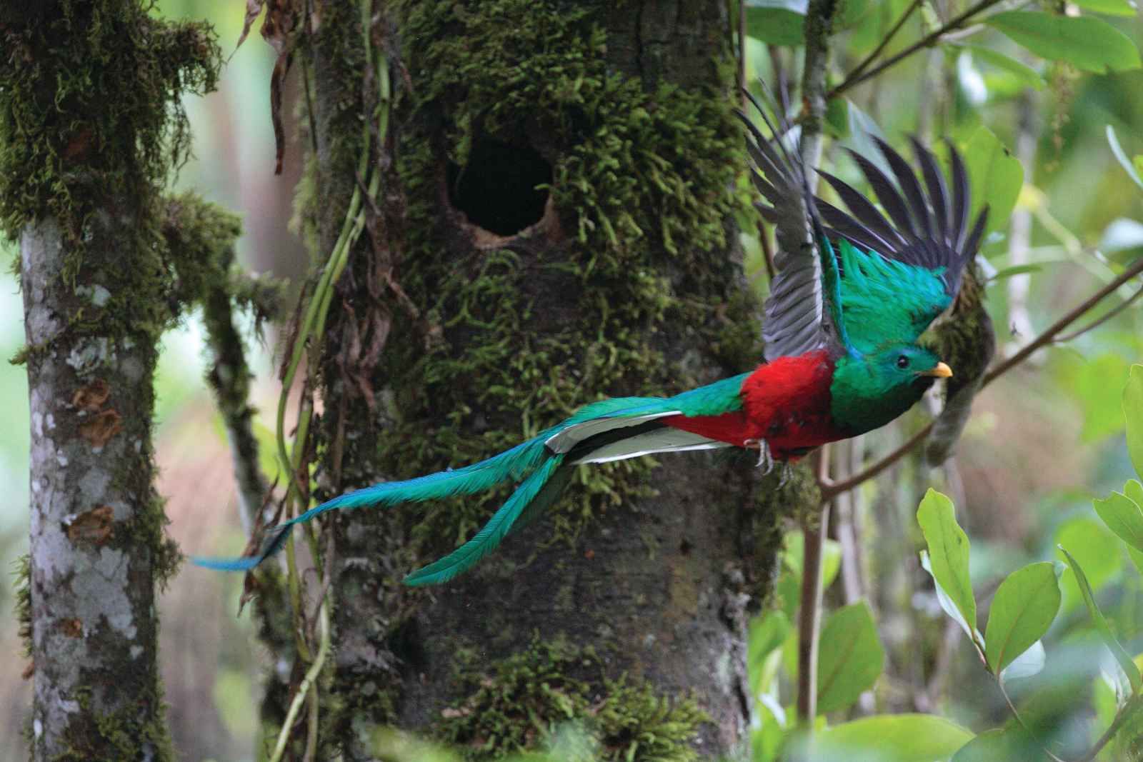 Le quetzal et l'orchidée noire pas cher photo 2