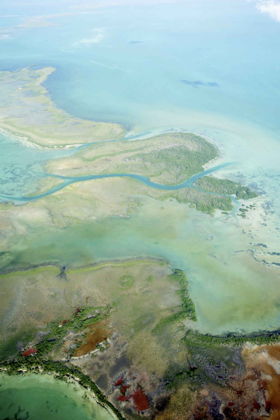 Le quetzal et l'orchidée noire pas cher photo 3