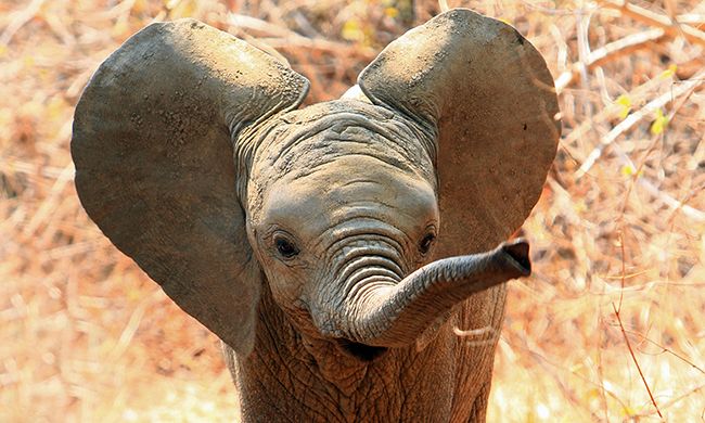 Autotour L'AFRIQUE DU SUD EN FAMILLE pas cher photo 3
