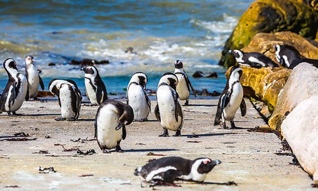 Autotour L'AFRIQUE DU SUD EN FAMILLE pas cher photo 6