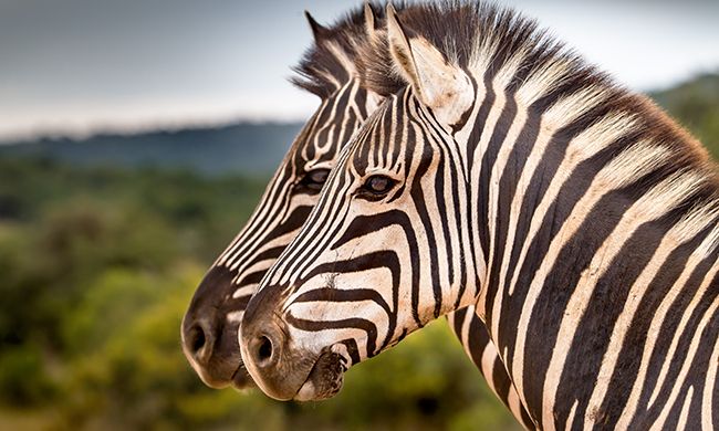 Autotour L'AFRIQUE DU SUD EN FAMILLE pas cher photo 8