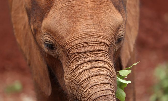 Autotour L'AFRIQUE DU SUD EN FAMILLE pas cher photo 11