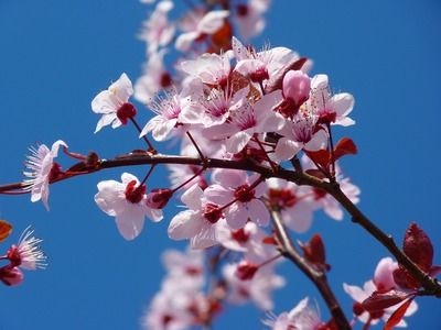 Japon d'hier et d'aujourd'hui pas cher photo 6