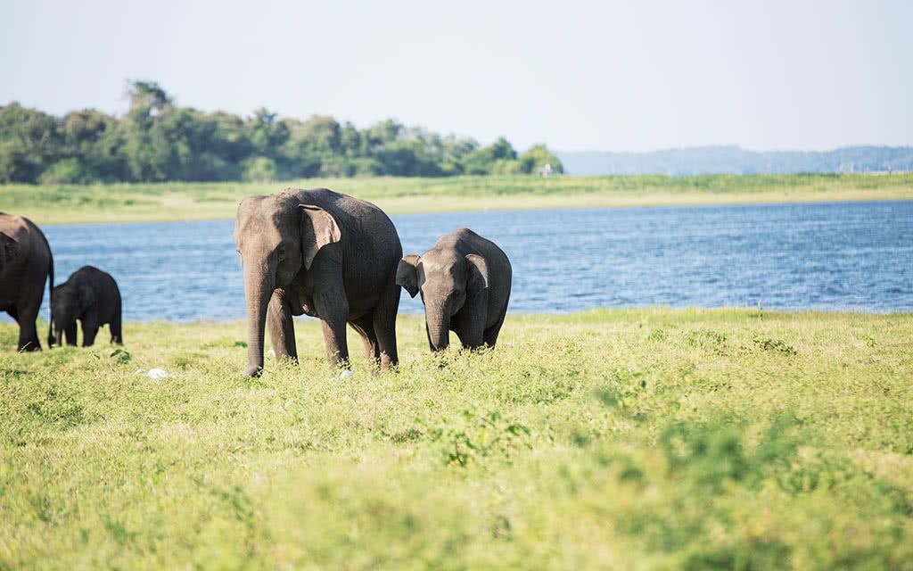 Circuit Les Incontournables du Sri Lanka - spécial Collection Privée 5 - 10 nuits pas cher photo 3