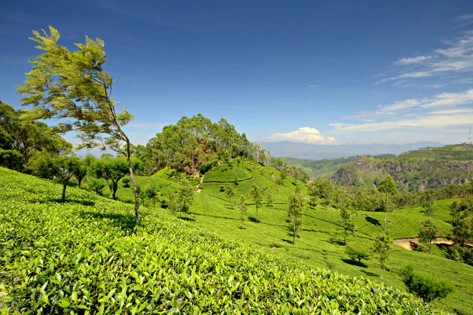 Mosaiques cinghalaises pas cher photo 8