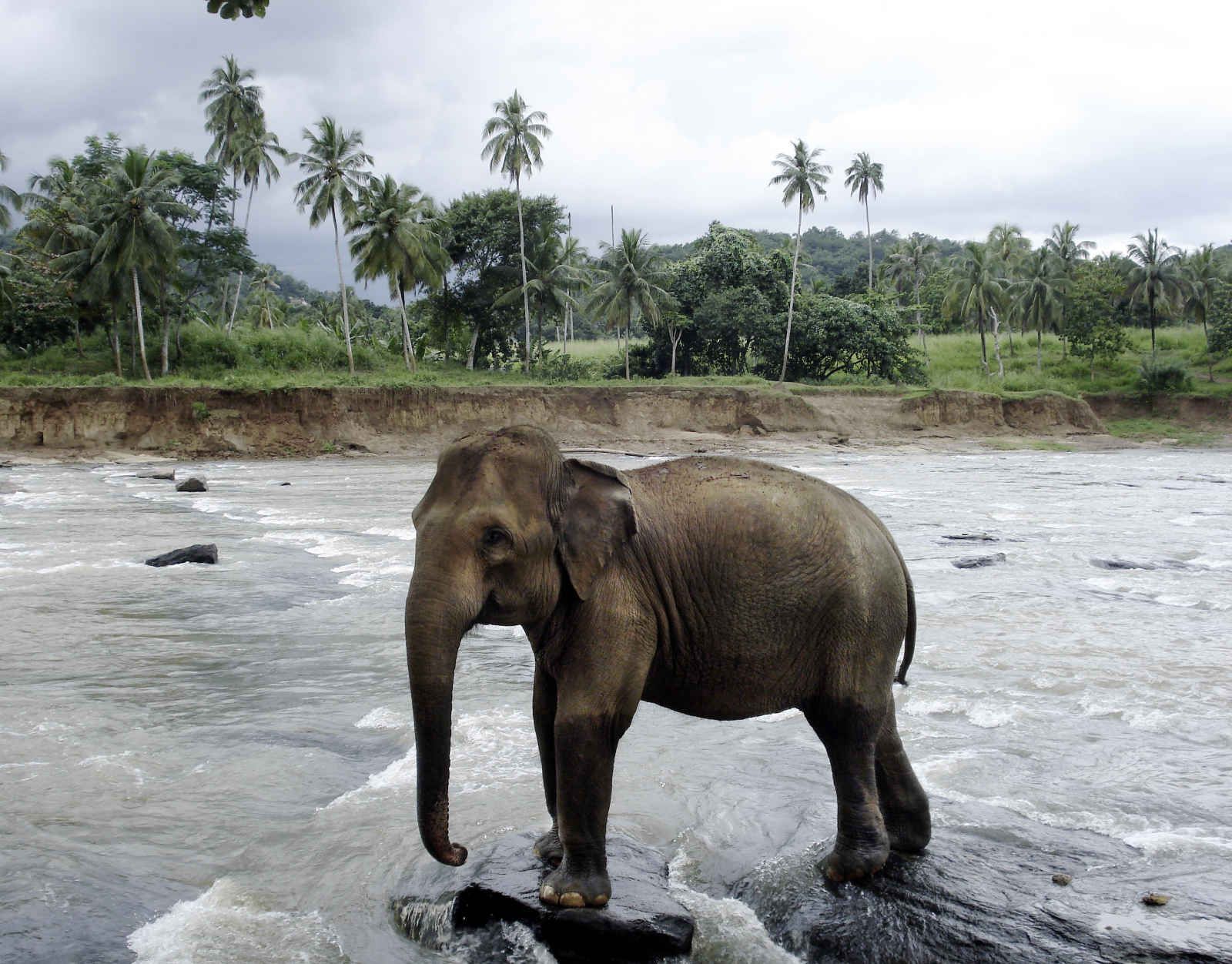 Mosaiques cinghalaises pas cher photo 9