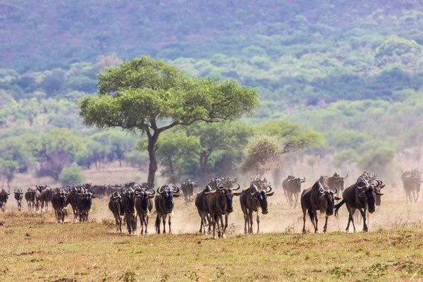 Safari Evasion Sauvage en Tanzanie pas cher photo 8