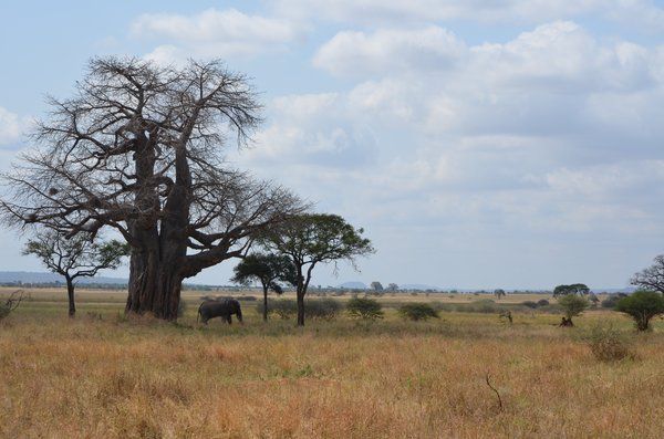 Safari Evasion Sauvage en Tanzanie pas cher photo 9