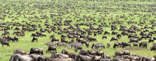 Safari Evasion Sauvage en Tanzanie pas cher photo 11