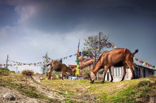 Népal Intimiste pas cher photo 8