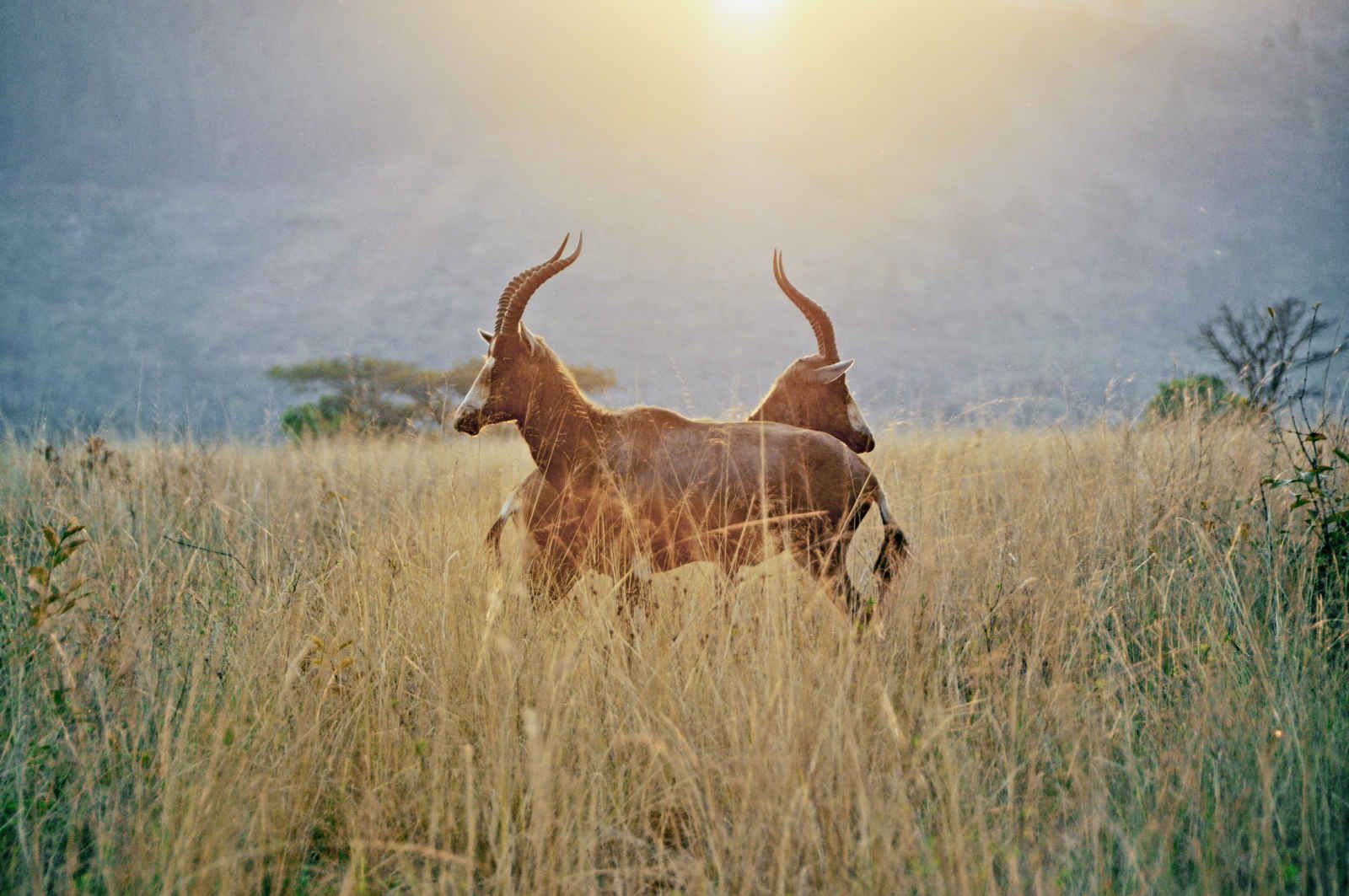Yebo Cha Africa + extension aux chutes Victoria pas cher photo 5
