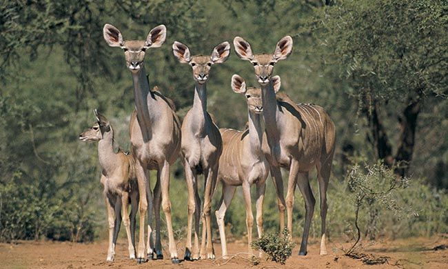 1ER REGARD AFRIQUE DU SUD + CHUTES VICTORIA pas cher photo 6