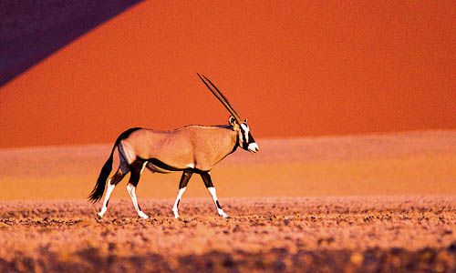 1ER REGARD NAMIBIE pas cher photo 1