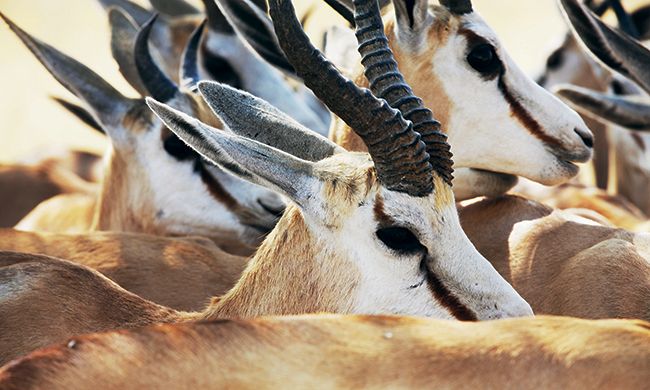 1ER REGARD NAMIBIE pas cher photo 2