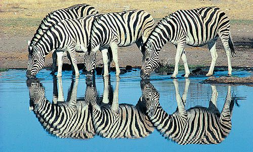 1ER REGARD NAMIBIE pas cher photo 4