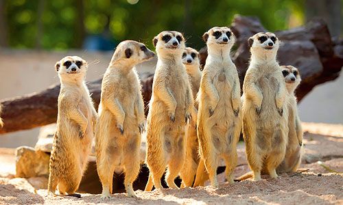 1ER REGARD NAMIBIE pas cher photo 5