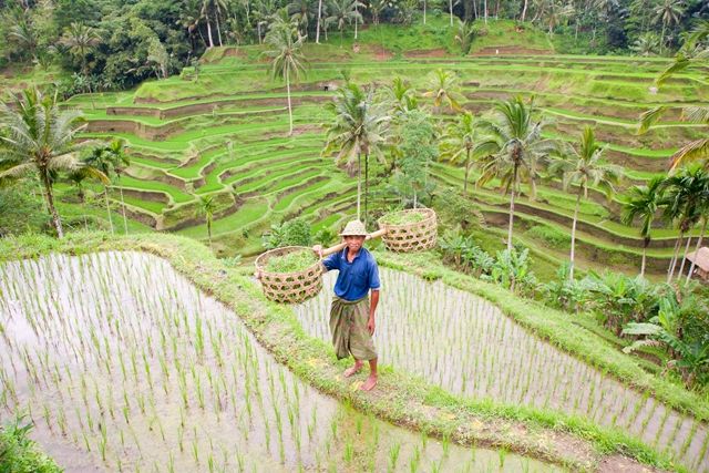 Splendeurs d'Indonésie & des Célèbes 15J/12N - 2020 pas cher photo 3