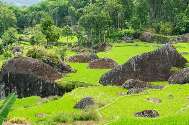 Splendeurs d'Indonésie & des Célèbes 15J/12N - 2020 pas cher photo 6