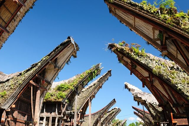 Splendeurs d'Indonésie & des Célèbes 15J/12N - 2020 pas cher photo 7