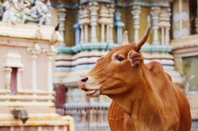 Ceylan Intimiste + prologue Jaffna/Trincomalee - Sri Lanka pas cher photo 8