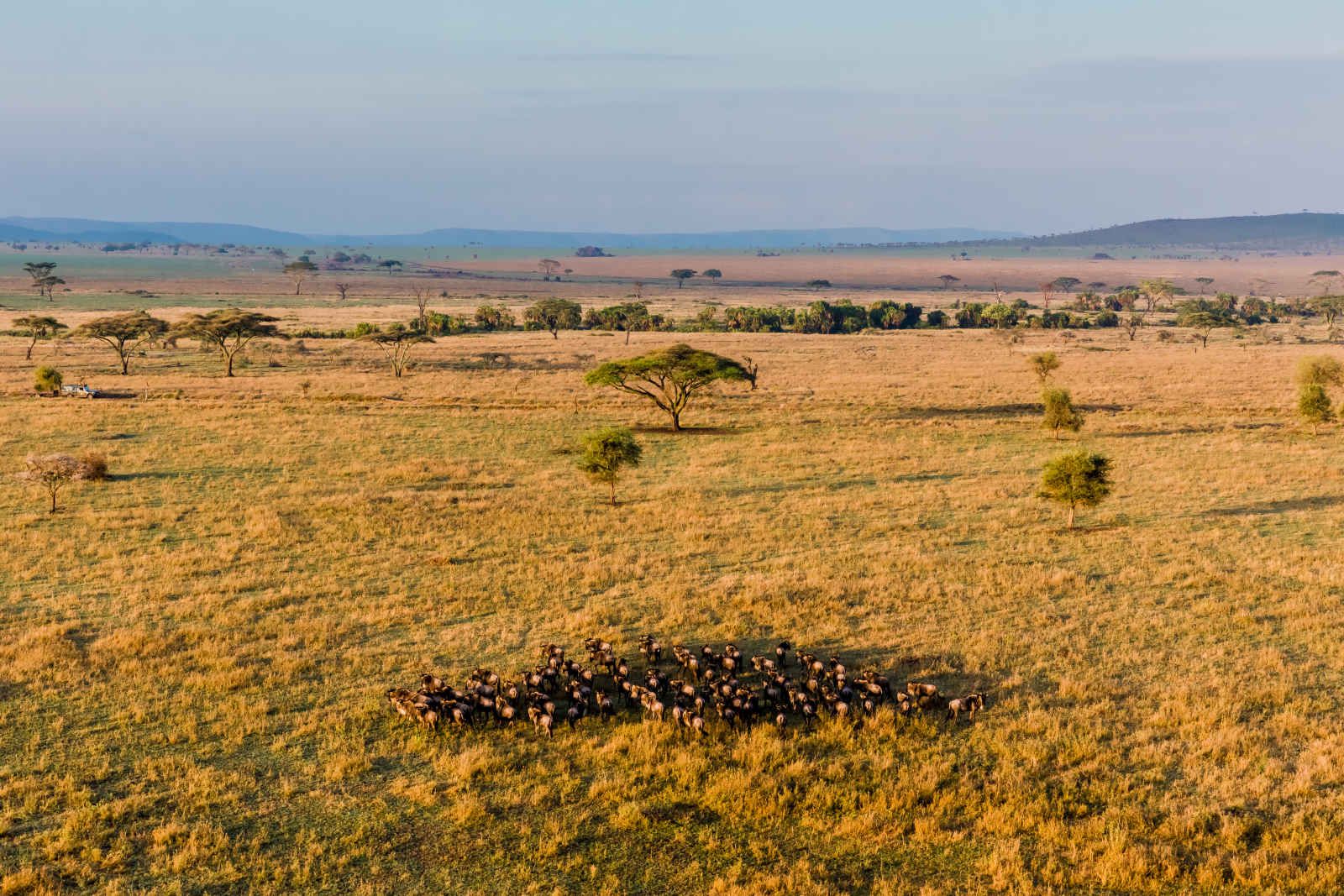 Tanzanie grandeur nature pas cher photo 7