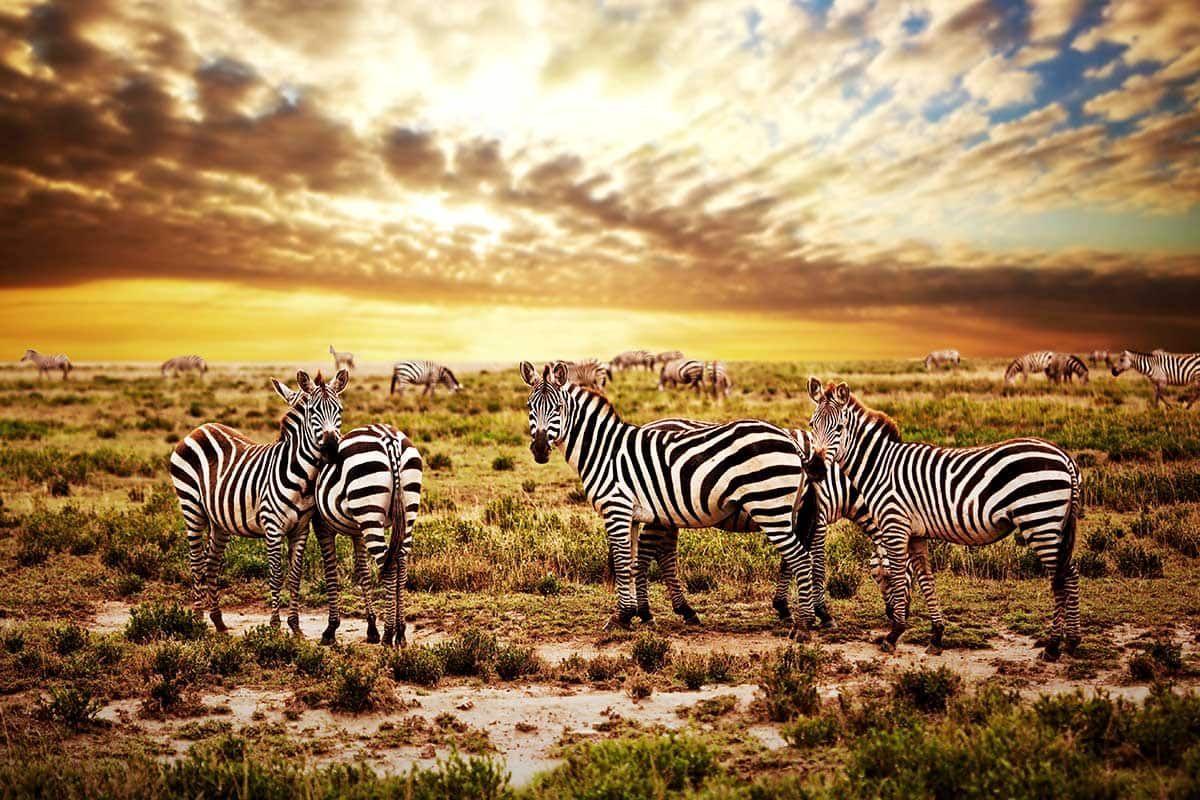 Circuit Tanzanie sauvage pas cher photo 1